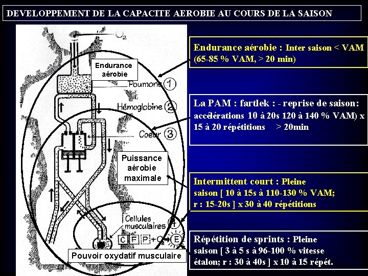 DEVELOPPEMENT DE LA CAPACITE AEROBIE AU COURS DE LA SAISON Endurance aérobie : Inter