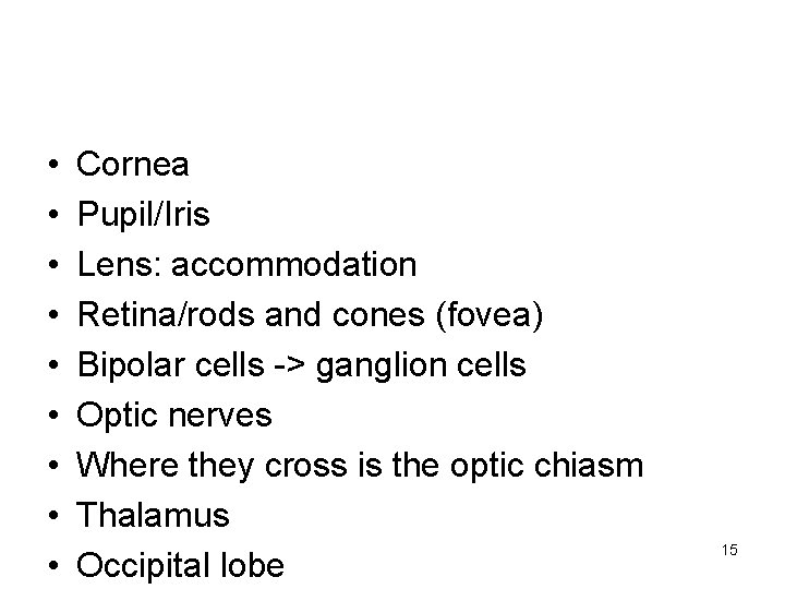  • • • Cornea Pupil/Iris Lens: accommodation Retina/rods and cones (fovea) Bipolar cells