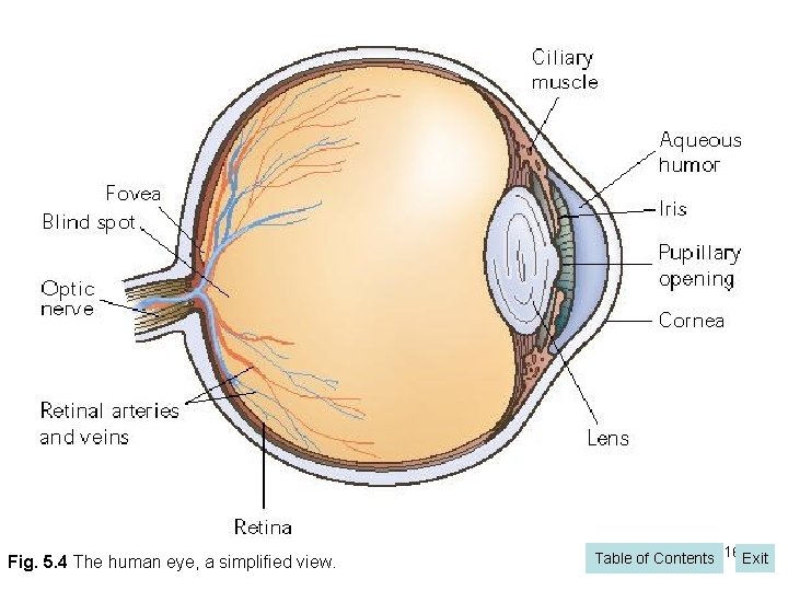 Fig. 5. 4 The human eye, a simplified view. Table of Contents 16 Exit