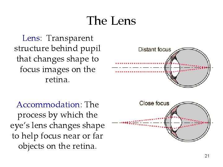 The Lens: Transparent structure behind pupil that changes shape to focus images on the