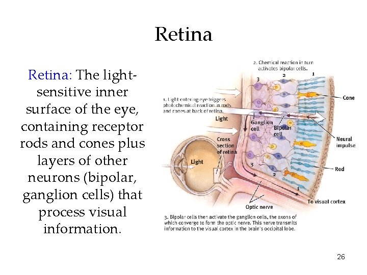 Retina: The lightsensitive inner surface of the eye, containing receptor rods and cones plus