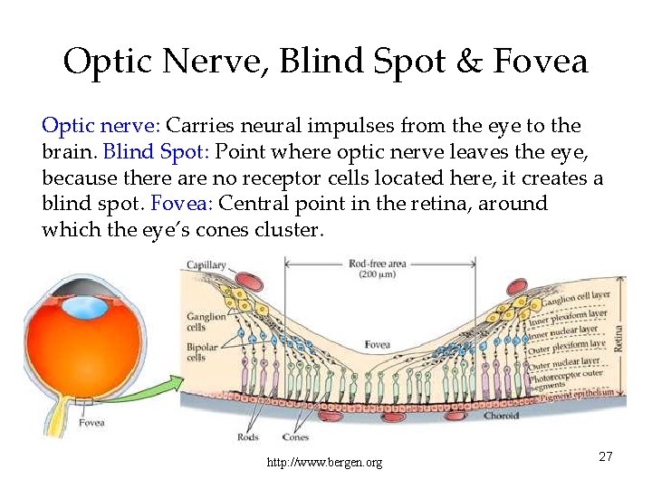 Optic Nerve, Blind Spot & Fovea Optic nerve: Carries neural impulses from the eye