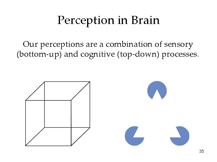 Perception in Brain Our perceptions are a combination of sensory (bottom-up) and cognitive (top-down)