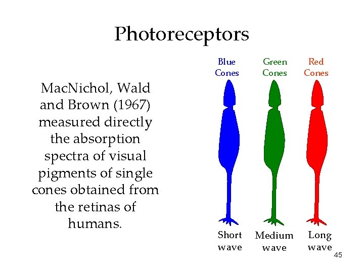 Photoreceptors Mac. Nichol, Wald and Brown (1967) measured directly the absorption spectra of visual