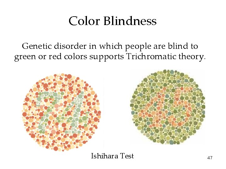 Color Blindness Genetic disorder in which people are blind to green or red colors