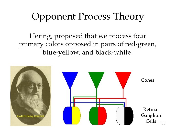 Opponent Process Theory Hering, proposed that we process four primary colors opposed in pairs