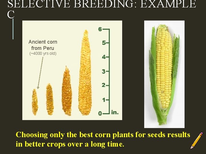 Aim Genetic Engineering And Selective Breeding Do Now