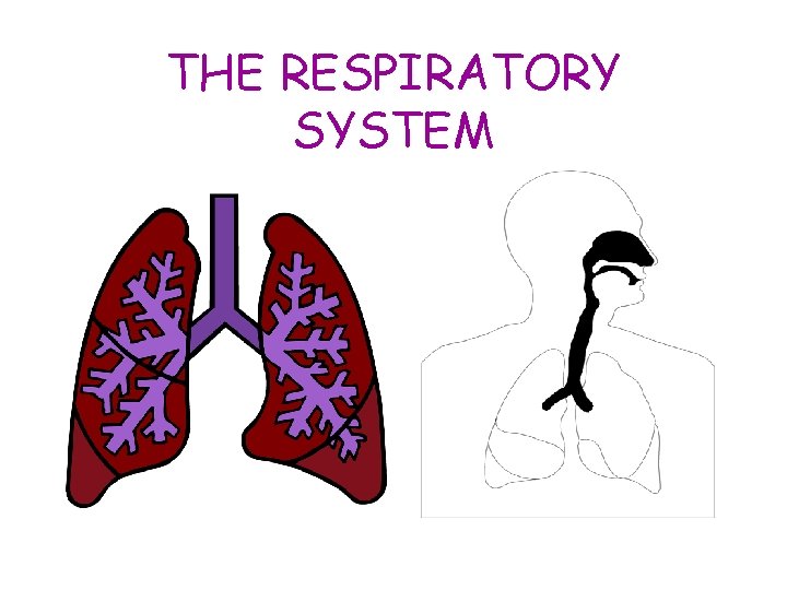 THE RESPIRATORY SYSTEM 