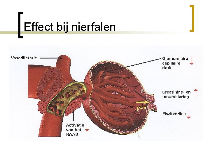 Effect bij nierfalen n Vermindering van de bloeddruk Hierdoor betere GFR Hierdoor betere nierfunctie.