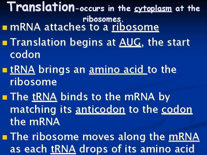 Translation-occurs in the cytoplasm at the m. RNA ribosomes. attaches to a ribosome Translation