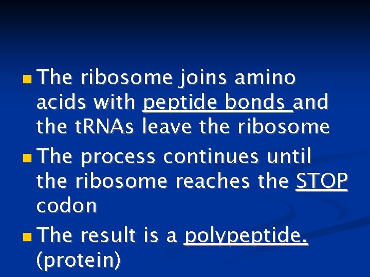  The ribosome joins amino acids with peptide bonds and the t. RNAs leave