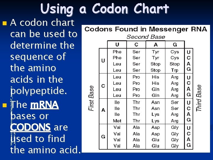 Using a Codon Chart A codon chart can be used to determine the sequence