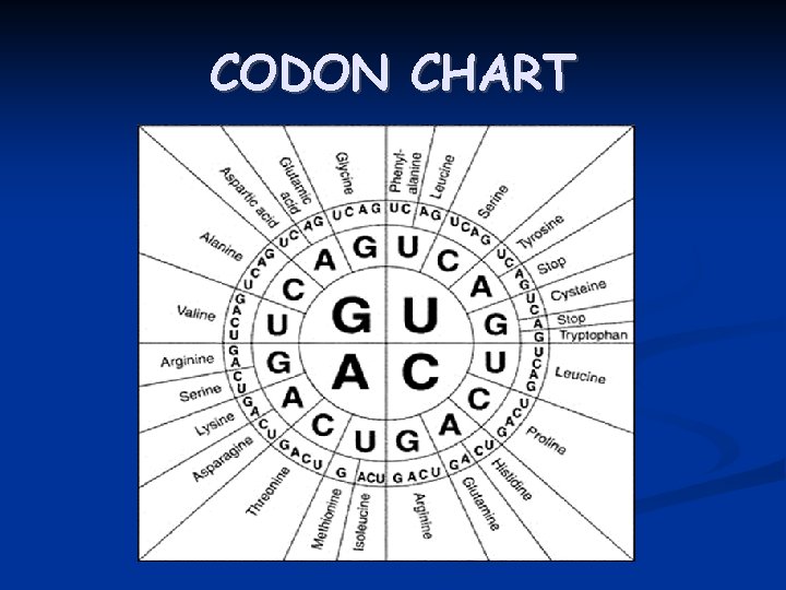 Rna And Protein Synthesis The Function Of Dna