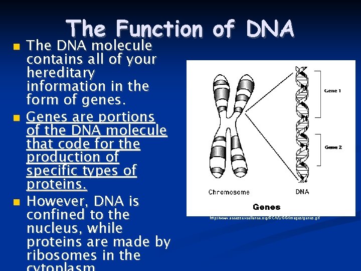  The Function of DNA The DNA molecule contains all of your hereditary information