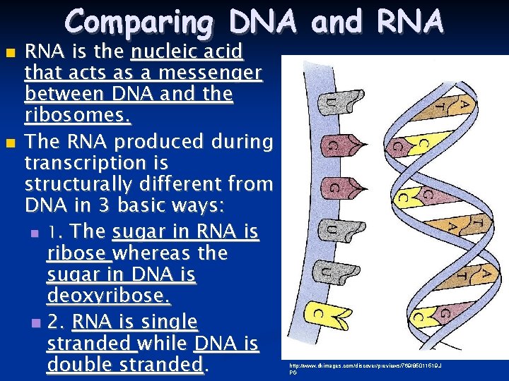 Comparing DNA and RNA is the nucleic acid that acts as a messenger between