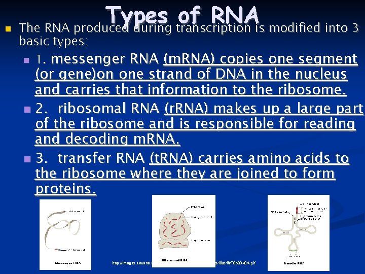  Types of RNA The RNA produced during transcription is modified into 3 basic