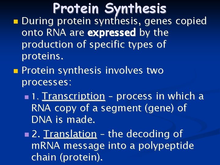 Protein Synthesis During protein synthesis, genes copied onto RNA are expressed by the production