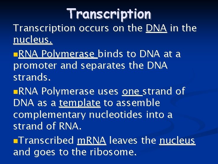 Transcription occurs on the DNA in the nucleus. RNA Polymerase binds to DNA at