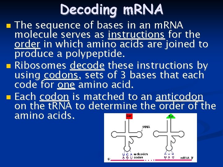 Decoding m. RNA The sequence of bases in an m. RNA molecule serves as