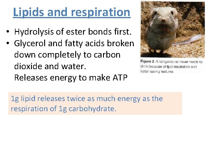 Lipids and respiration • Hydrolysis of ester bonds first. • Glycerol and fatty acids