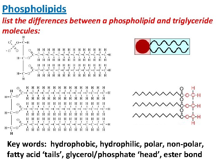 Phospholipids list the differences between a phospholipid and triglyceride molecules: Key words: hydrophobic, hydrophilic,