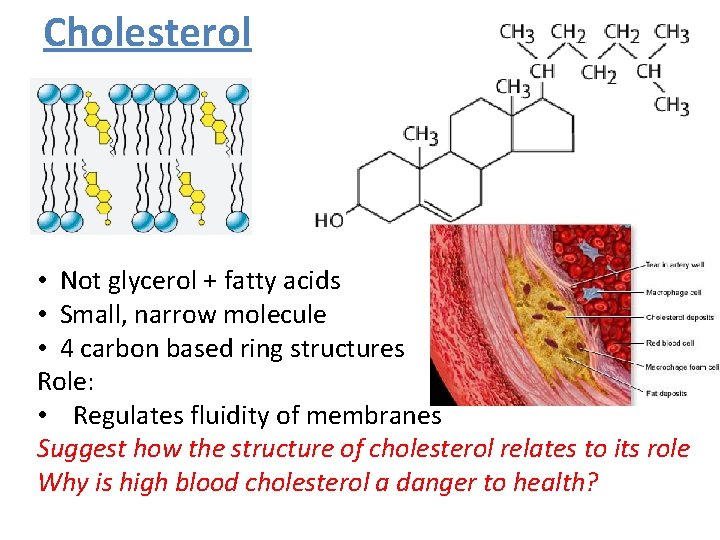 Cholesterol • Not glycerol + fatty acids • Small, narrow molecule • 4 carbon