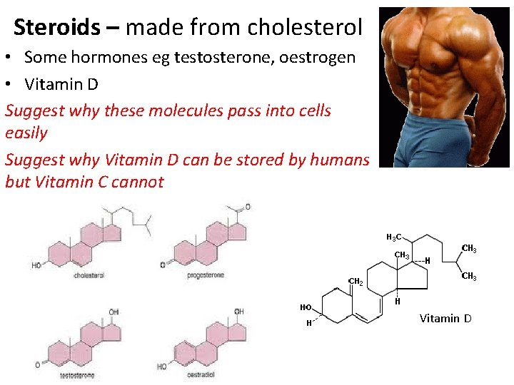 Steroids – made from cholesterol • Some hormones eg testosterone, oestrogen • Vitamin D