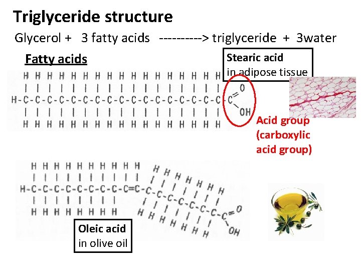 Triglyceride structure Glycerol + 3 fatty acids -----> triglyceride + 3 water Stearic acid Triglyceride structure Glycerol + 3 fatty acids -----> triglyceride + 3 water Stearic acid