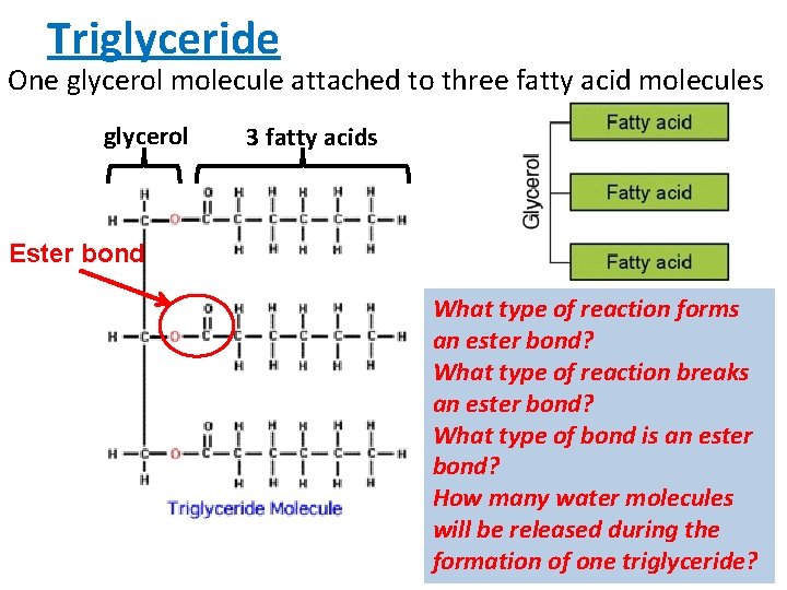 Triglyceride One glycerol molecule attached to three fatty acid molecules glycerol 3 fatty acids