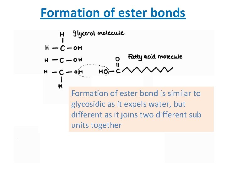 Formation of ester bonds Formation of ester bond is similar to glycosidic as it Formation of ester bonds Formation of ester bond is similar to glycosidic as it