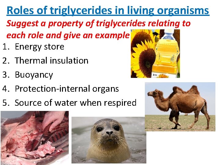 Roles of triglycerides in living organisms Suggest a property of triglycerides relating to each