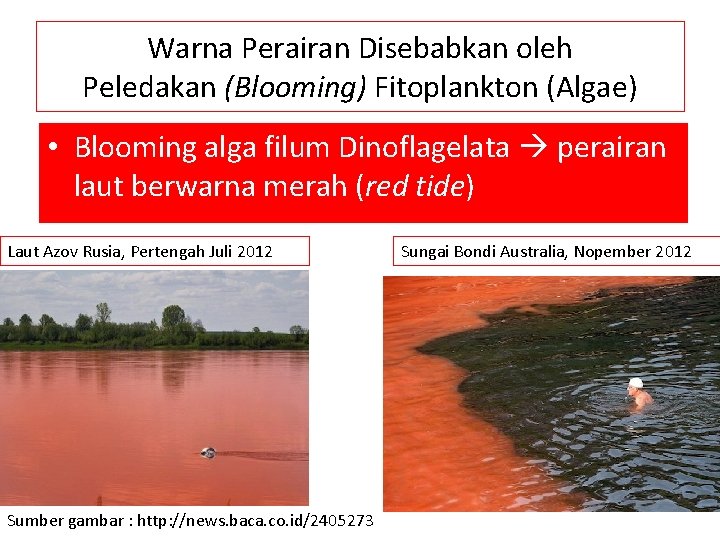 Warna Perairan Disebabkan oleh Peledakan (Blooming) Fitoplankton (Algae) • Blooming alga filum Dinoflagelata perairan