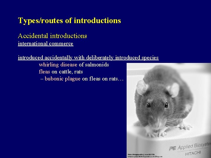 Types/routes of introductions Accidental introductions international commerce introduced accidentally with deliberately introduced species whirling