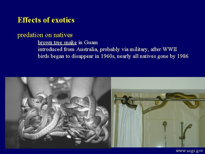 Effects of exotics predation on natives brown tree snake in Guam introduced from Australia,