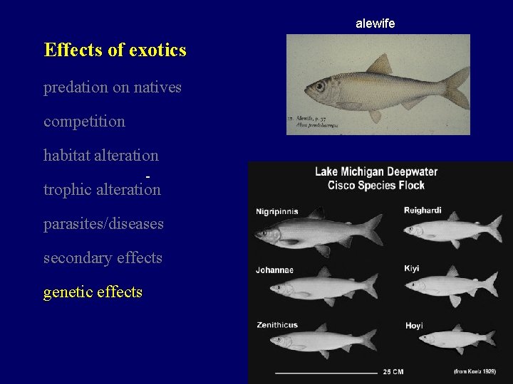 alewife Effects of exotics predation on natives competition habitat alteration trophic alteration parasites/diseases secondary