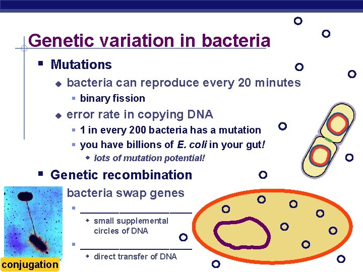 Genetic variation in bacteria § Mutations u bacteria can reproduce every 20 minutes §