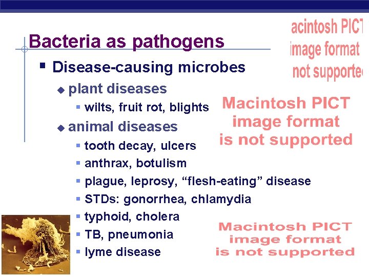 Bacteria as pathogens § Disease-causing microbes u plant diseases § wilts, fruit rot, blights