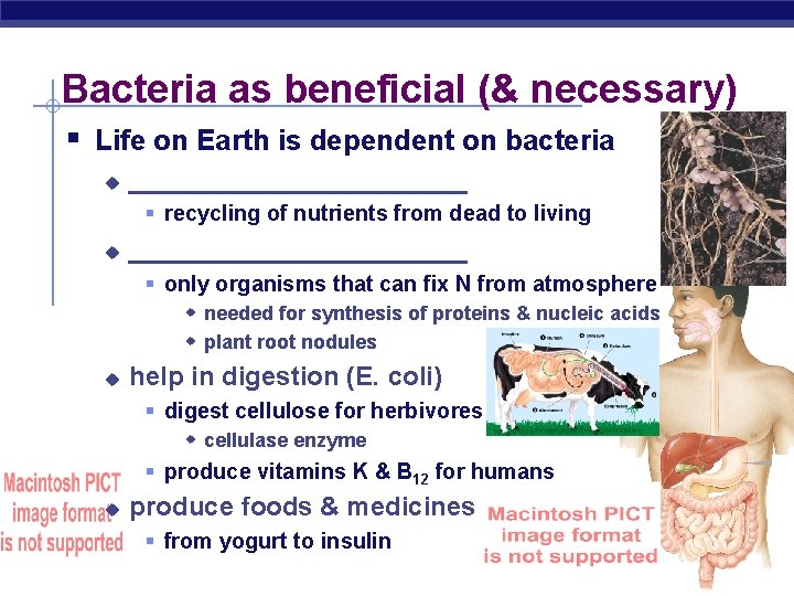 Bacteria as beneficial (& necessary) § Life on Earth is dependent on bacteria u