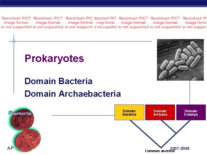 Prokaryotes Domain Bacteria Domain Archaebacteria Domain Bacteria AP Biology Domain Archaea Domain Eukarya 2007