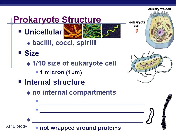 eukaryote cell Prokaryote Structure § Unicellular u prokaryote cell bacilli, cocci, spirilli § Size