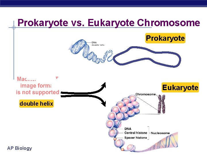 Prokaryote vs. Eukaryote Chromosome Prokaryote Eukaryote double helix AP Biology 