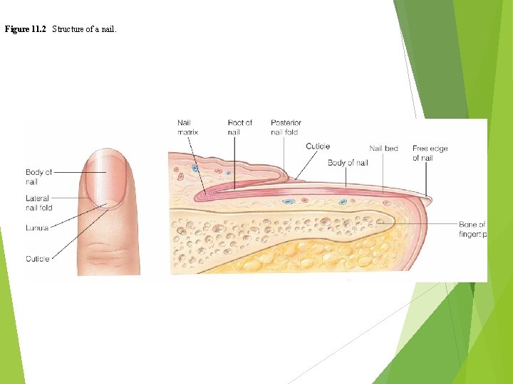 Figure 11. 2 Structure of a nail. 