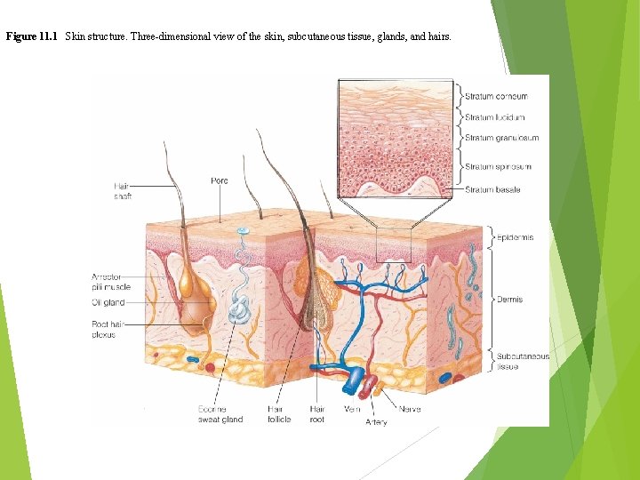 Figure 11. 1 Skin structure. Three-dimensional view of the skin, subcutaneous tissue, glands, and