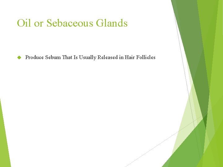 Oil or Sebaceous Glands Produce Sebum That Is Usually Released in Hair Follicles 