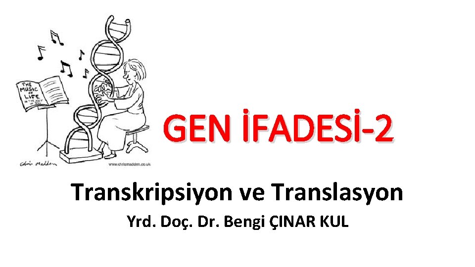 GEN İFADESİ-2 Transkripsiyon ve Translasyon Yrd. Doç. Dr. Bengi ÇINAR KUL 