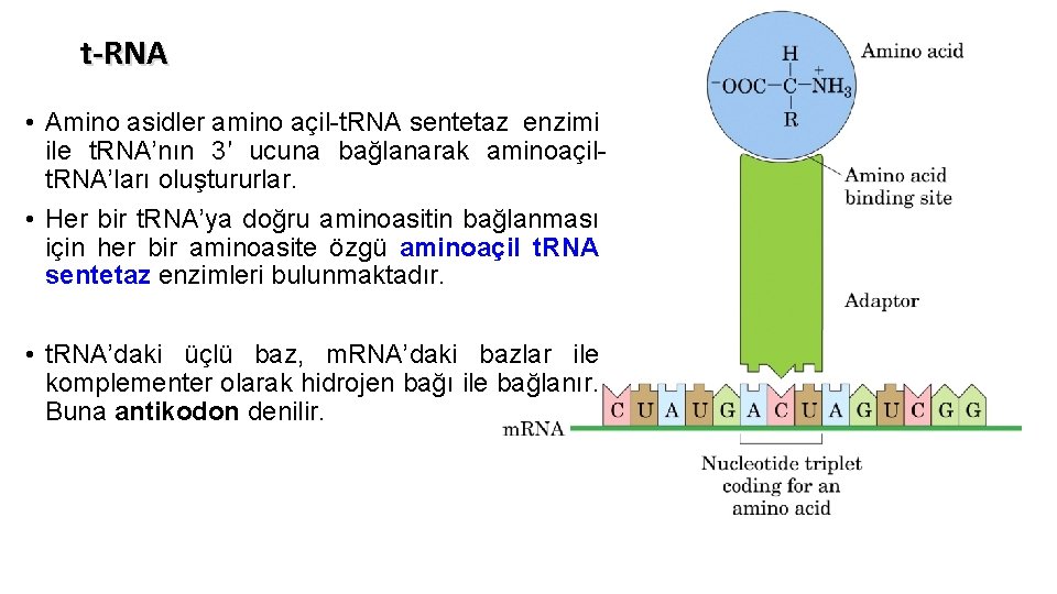 t-RNA • Amino asidler amino açil-t. RNA sentetaz enzimi ile t. RNA’nın 3′ ucuna