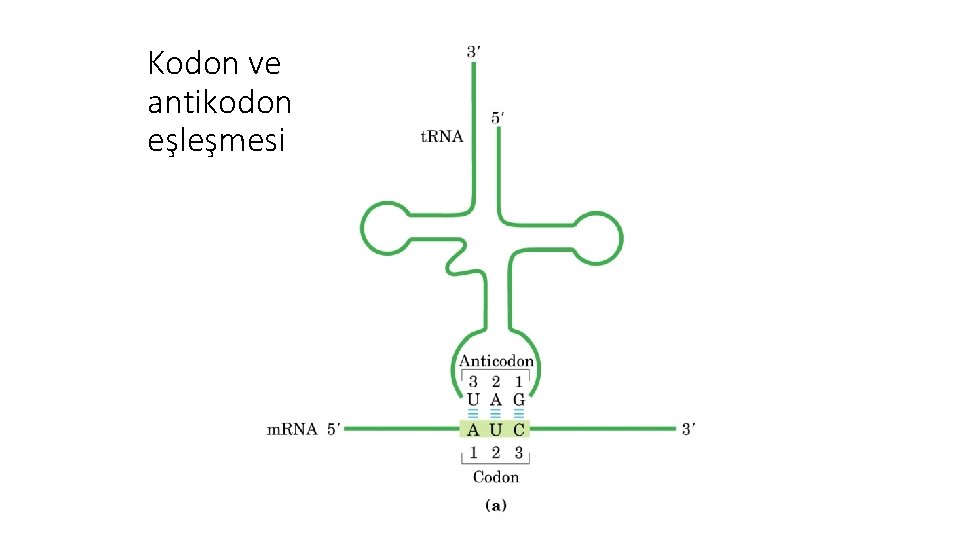 Kodon ve antikodon eşleşmesi 