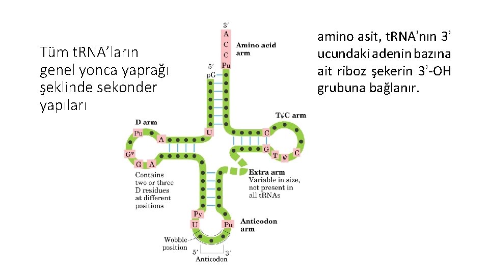 Tüm t. RNA’ların genel yonca yaprağı şeklinde sekonder yapıları amino asit, t. RNA’nın 3’