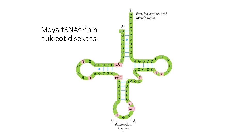 Maya t. RNAAla’nın nükleotid sekansı 