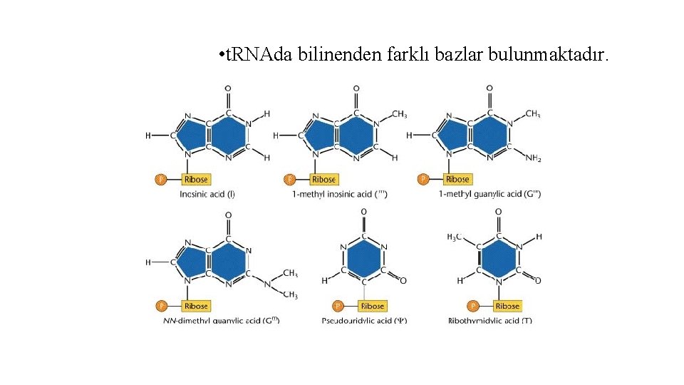  • t. RNAda bilinenden farklı bazlar bulunmaktadır. 